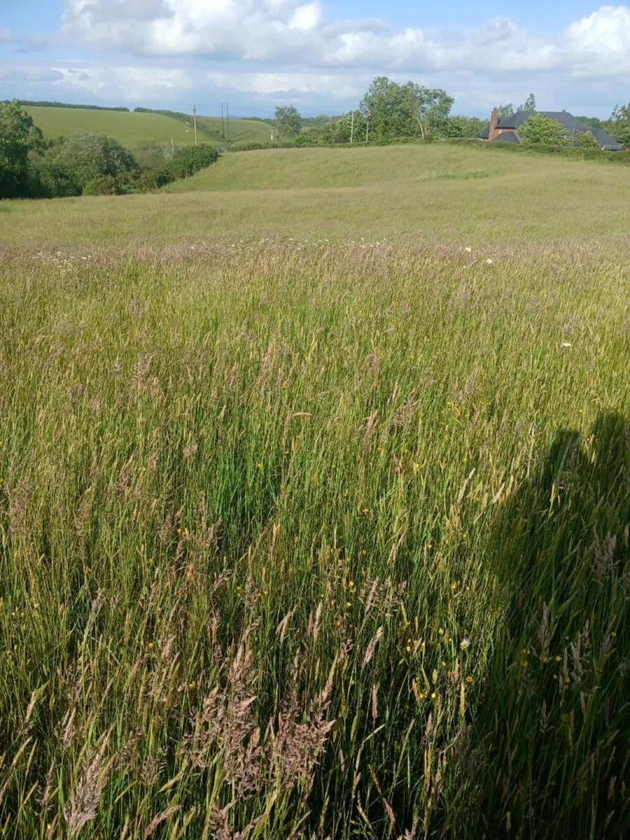 Appox 4 acres silage /hay for one cut - Image 1