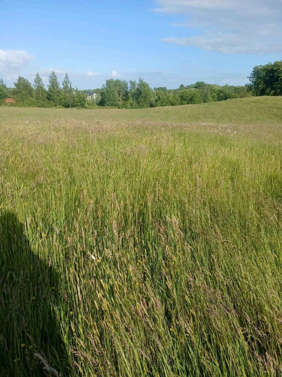 Appox 4 acres silage /hay for one cut - Image 2