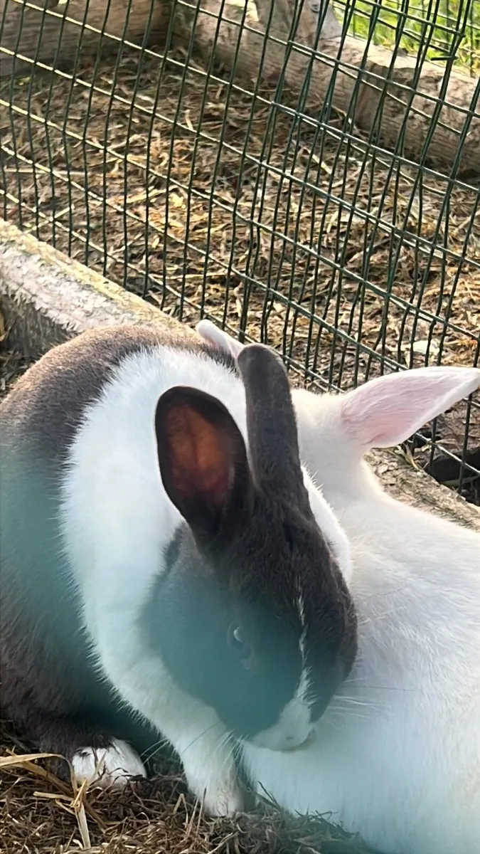 Rabbit