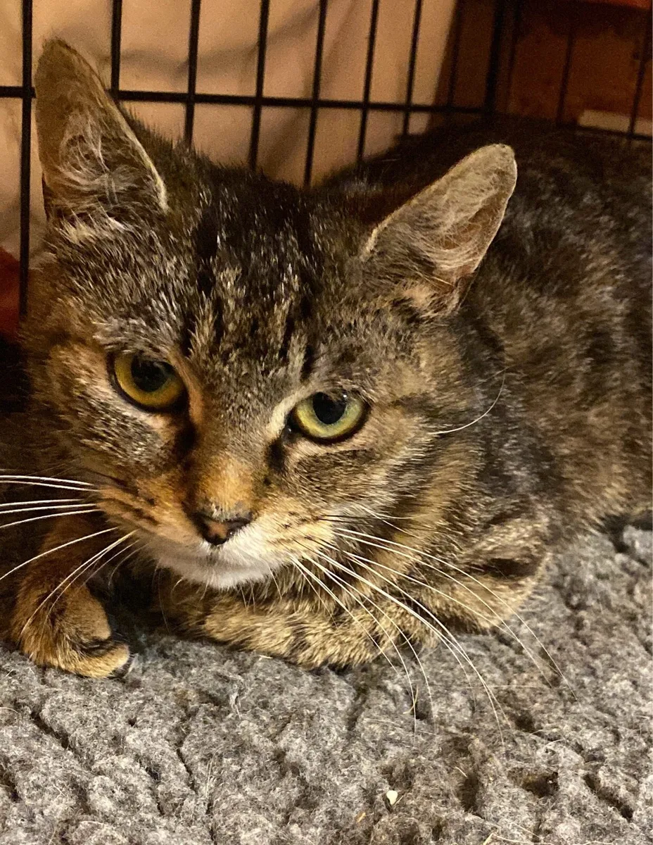 Adult Cat