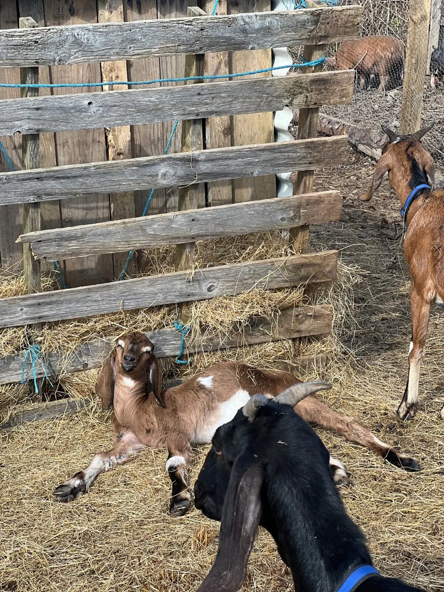Goats - Image 1