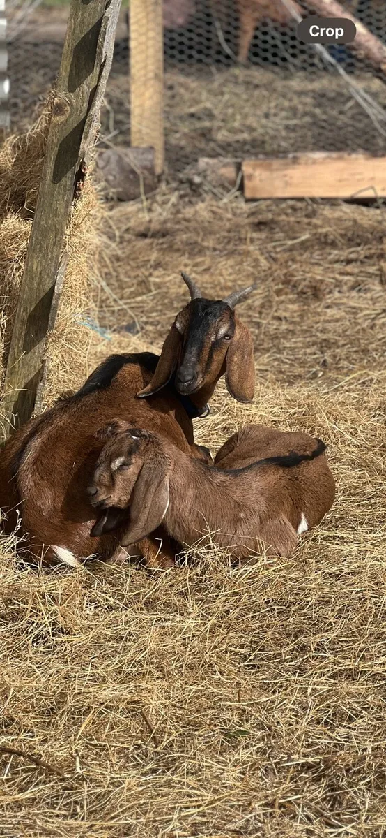 Goats - Image 2