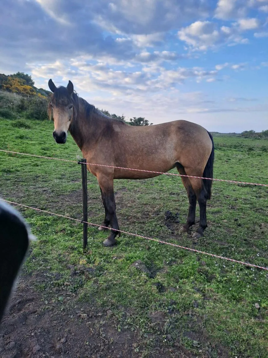 ☘️☘️DUN FILLY ☘️☘️ - Image 4