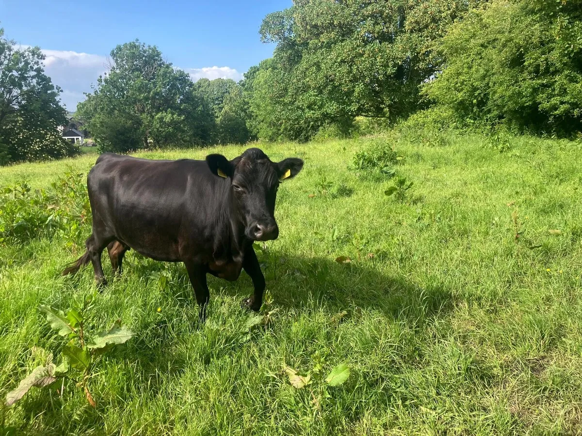 Dexter Bull - Image 1