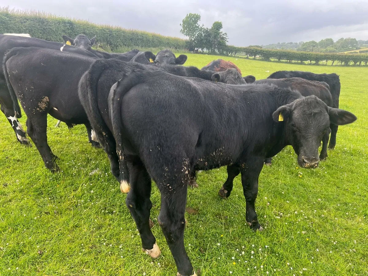 AA Bullocks - Image 1