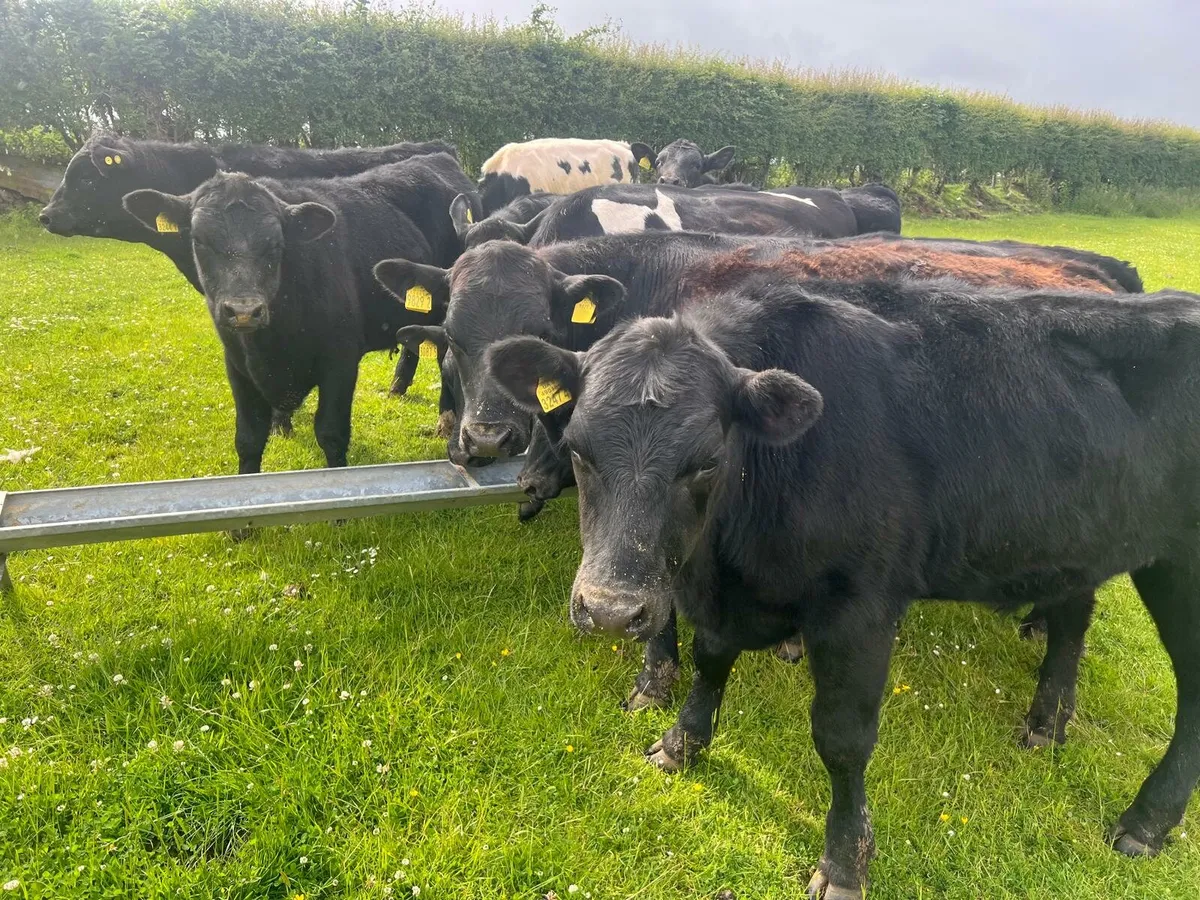 AA Bullocks - Image 2