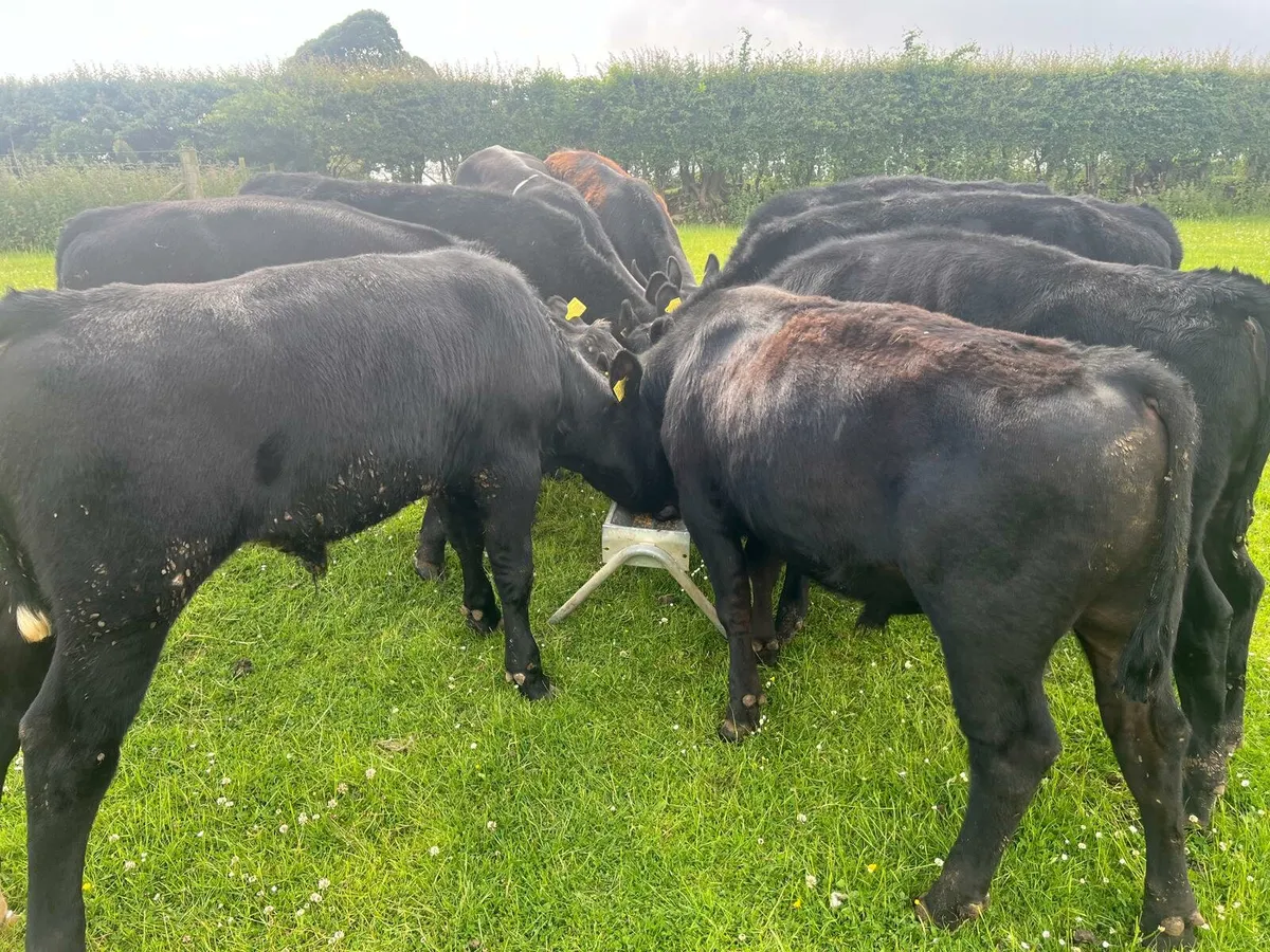 AA Bullocks - Image 3