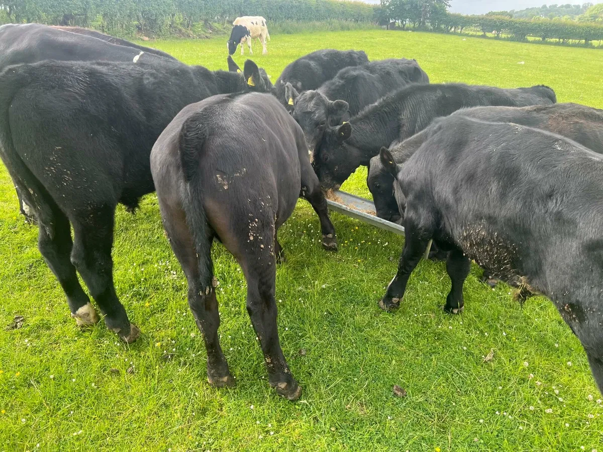 AA Bullocks - Image 4
