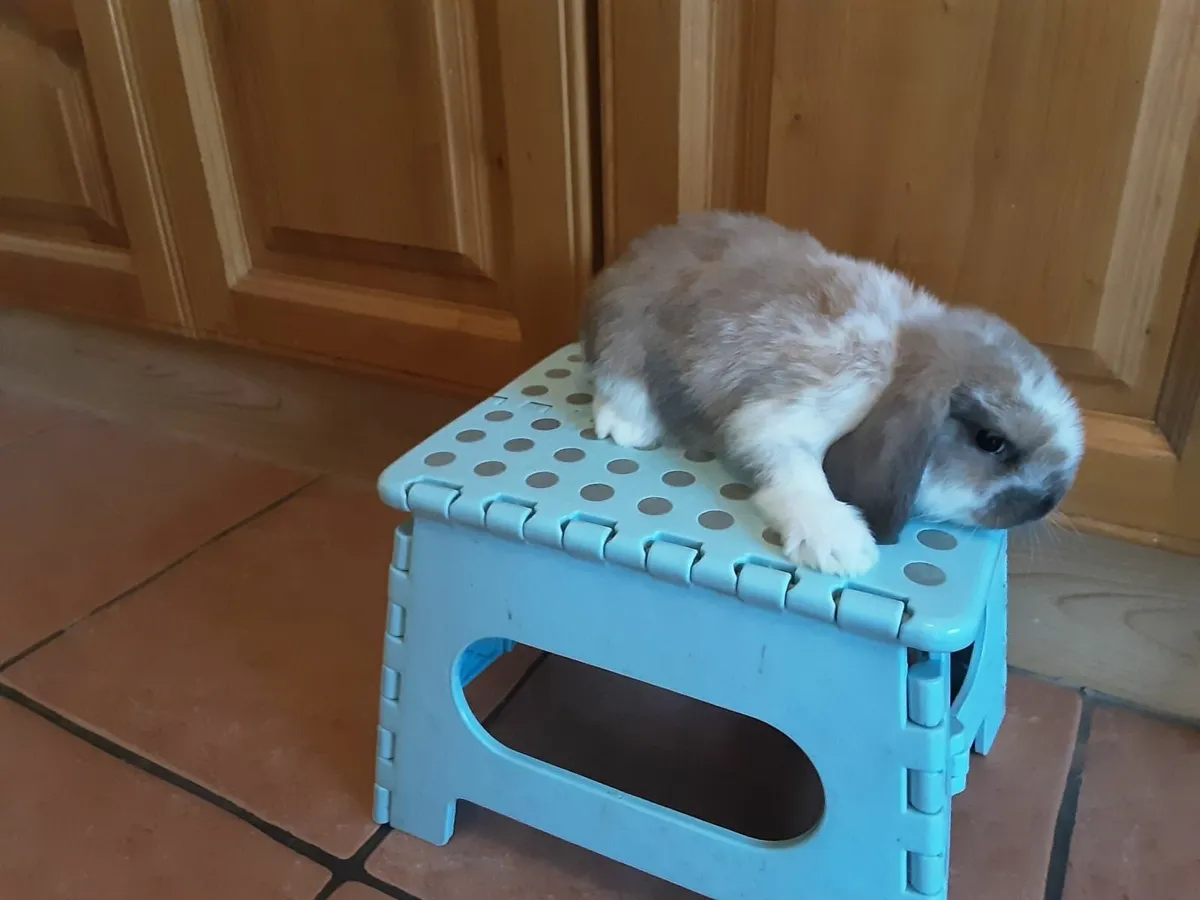 Mini lop rabbits - Image 2