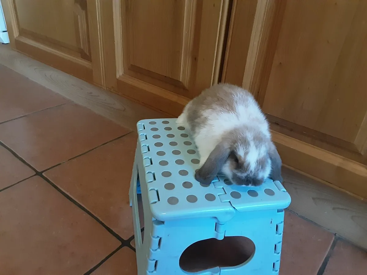 Mini lop rabbits - Image 1