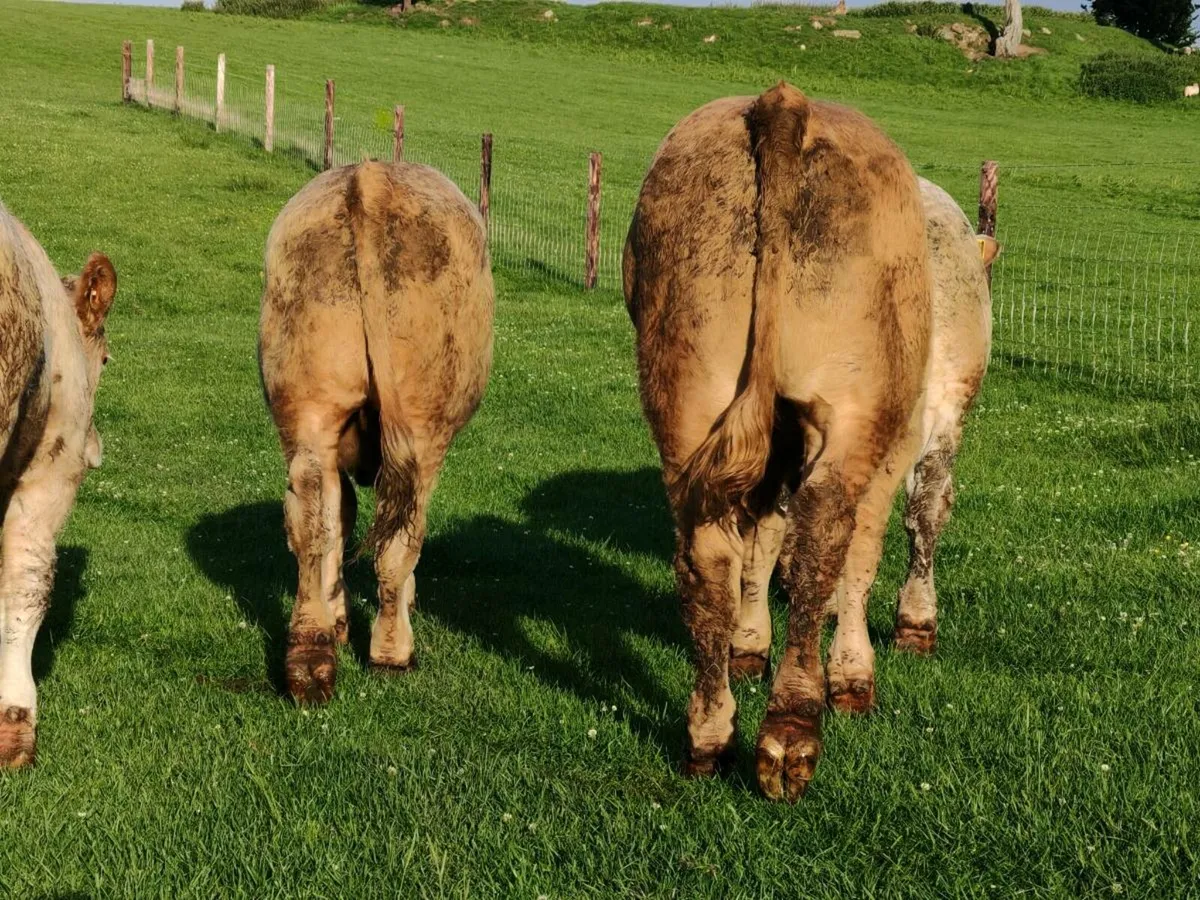 Exceptional Store Bullocks 400/450kgs. - Image 2