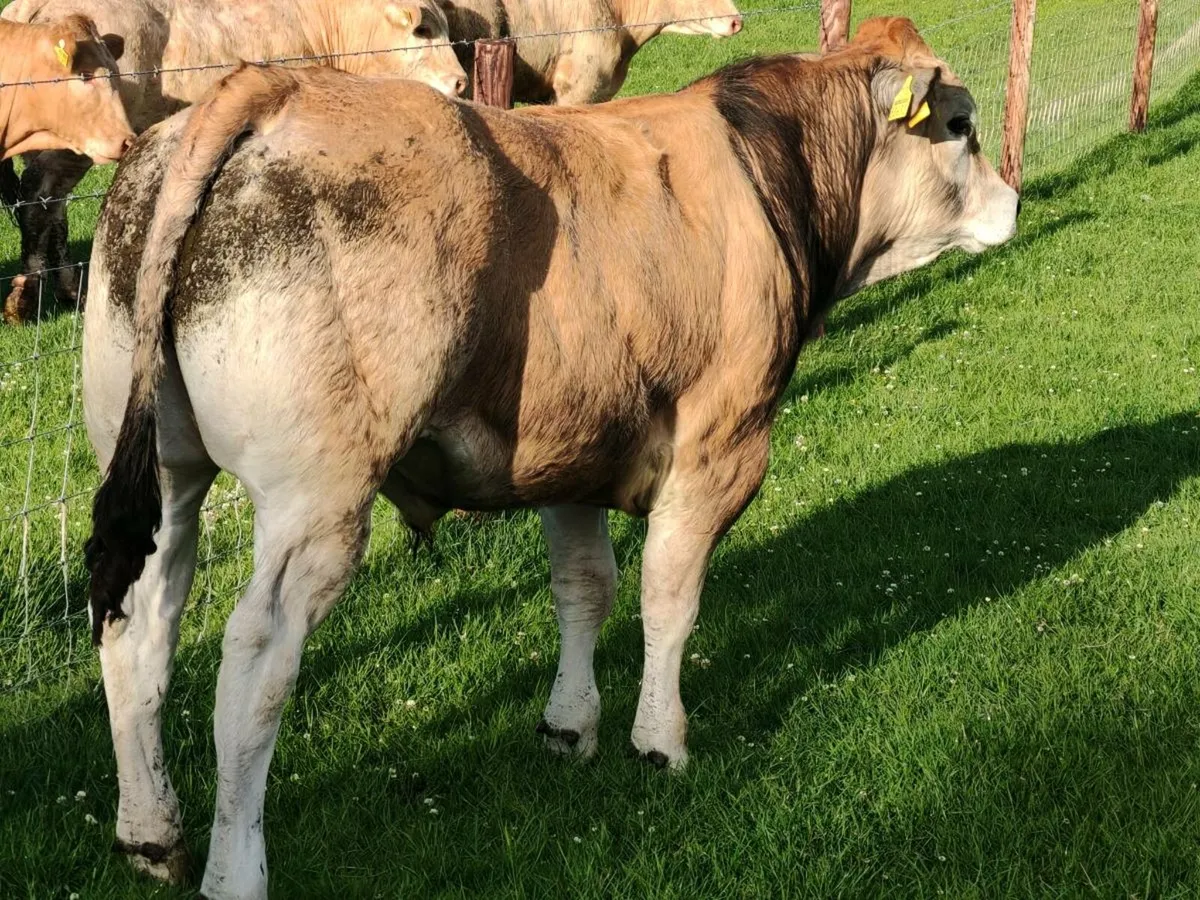 Exceptional Store Bullocks 400/450kgs. - Image 3