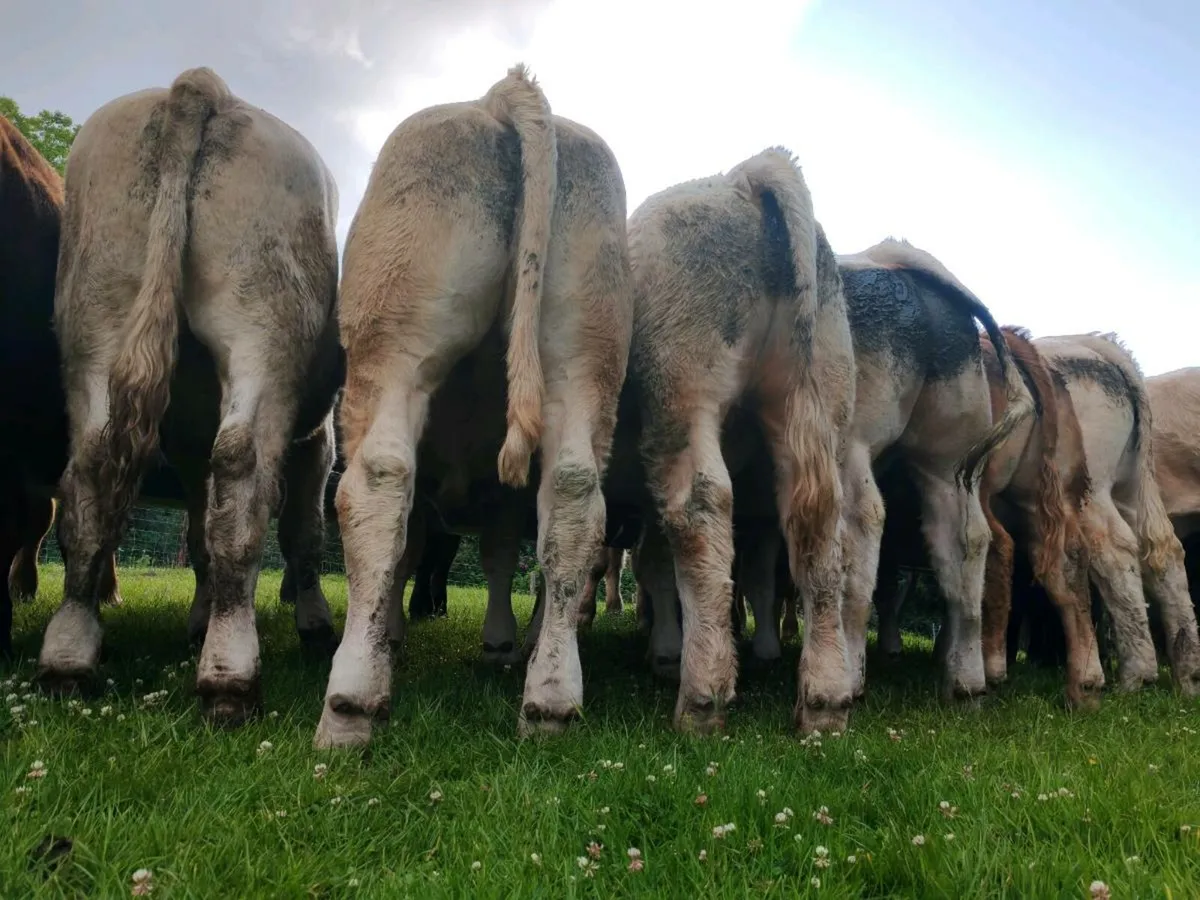 Exceptional Store Bullocks 400/450kgs. - Image 1