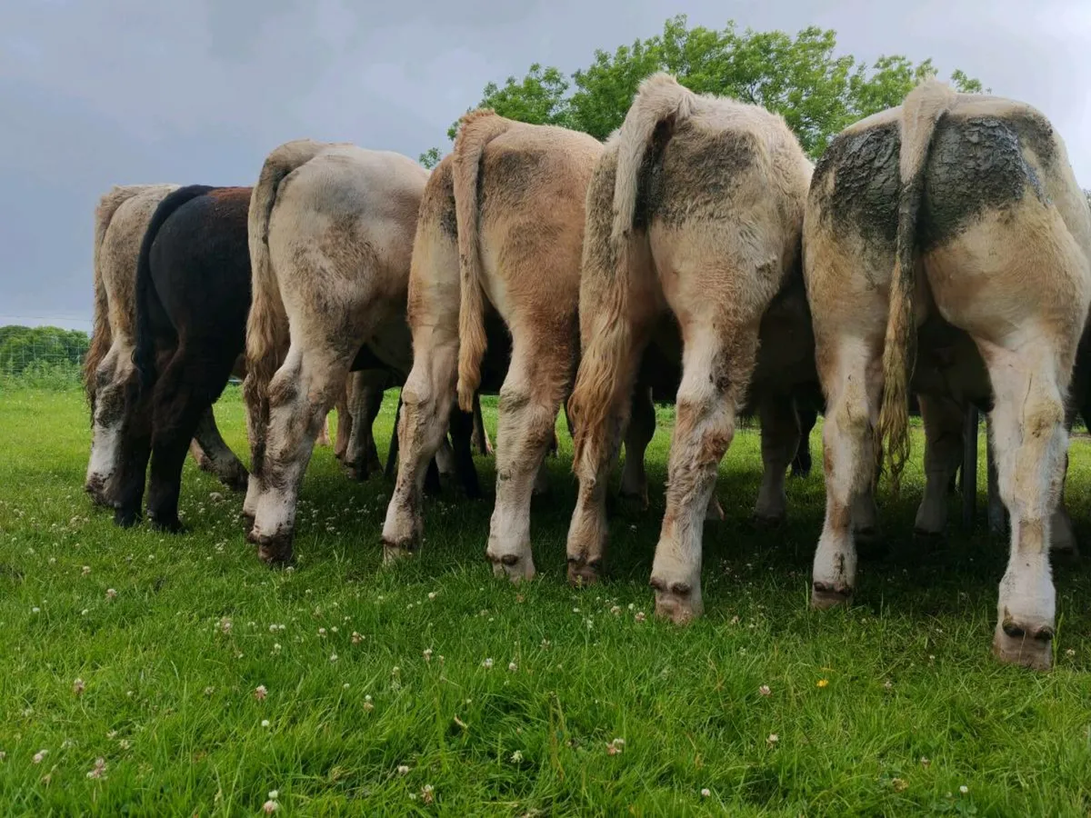 Exceptional Store Bullocks 400/450kgs. - Image 4