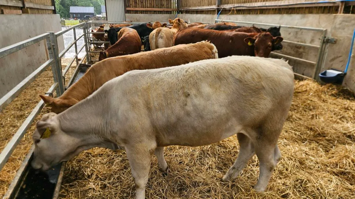 Charolais & Limousin Heifers - Image 3