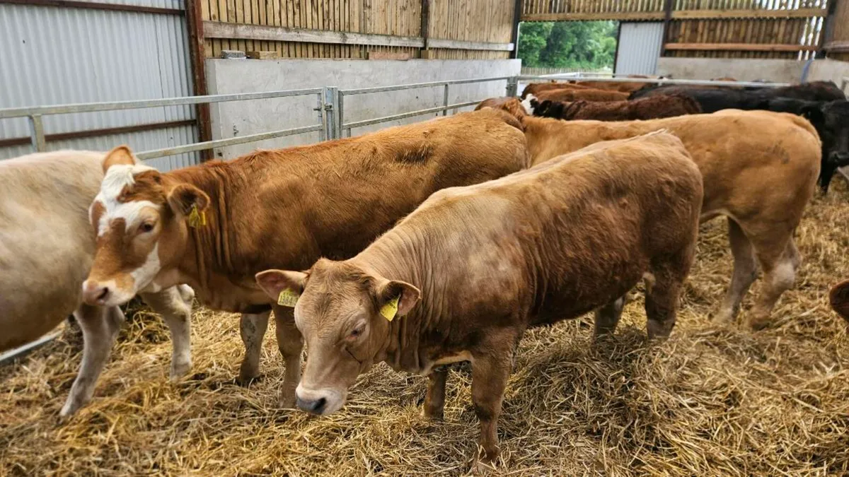 Charolais & Limousin Heifers - Image 4