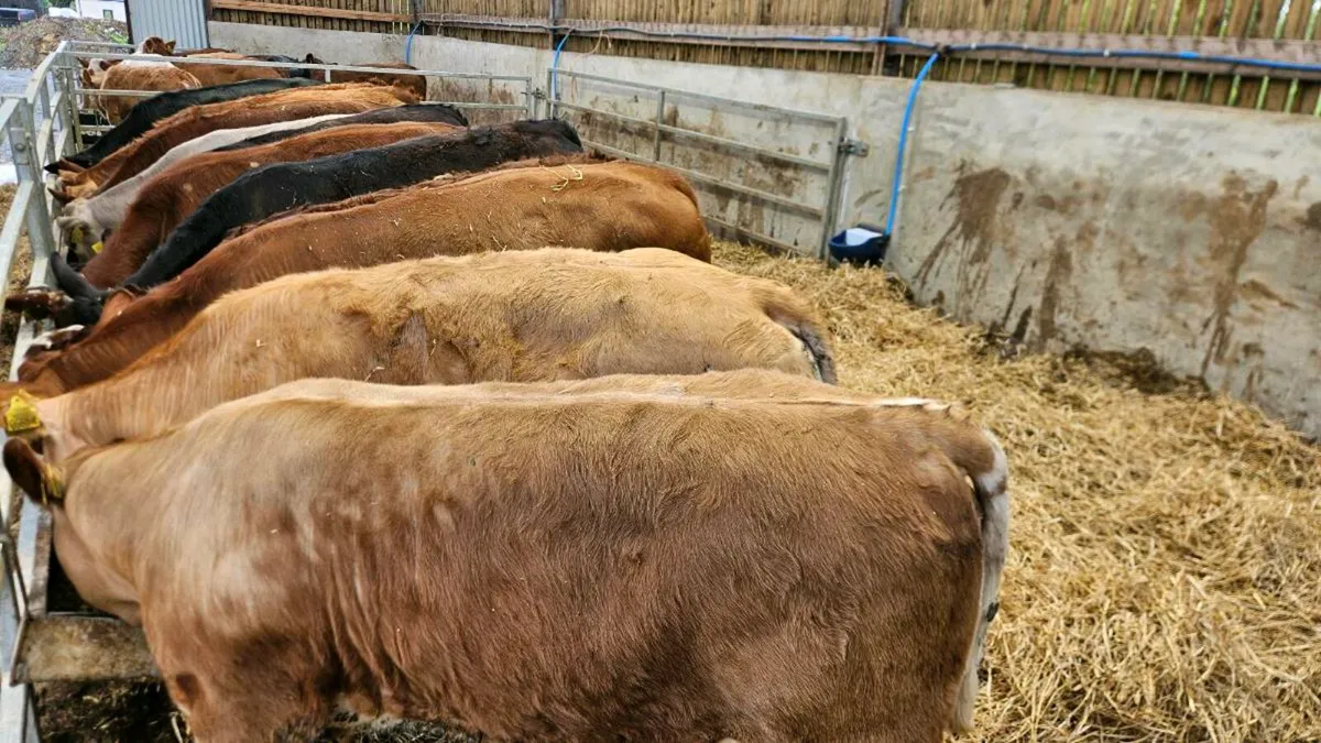 Charolais & Limousin Heifers - Image 2
