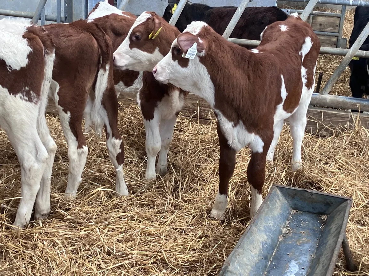 4 Simmental heifer calves for sale - Image 1