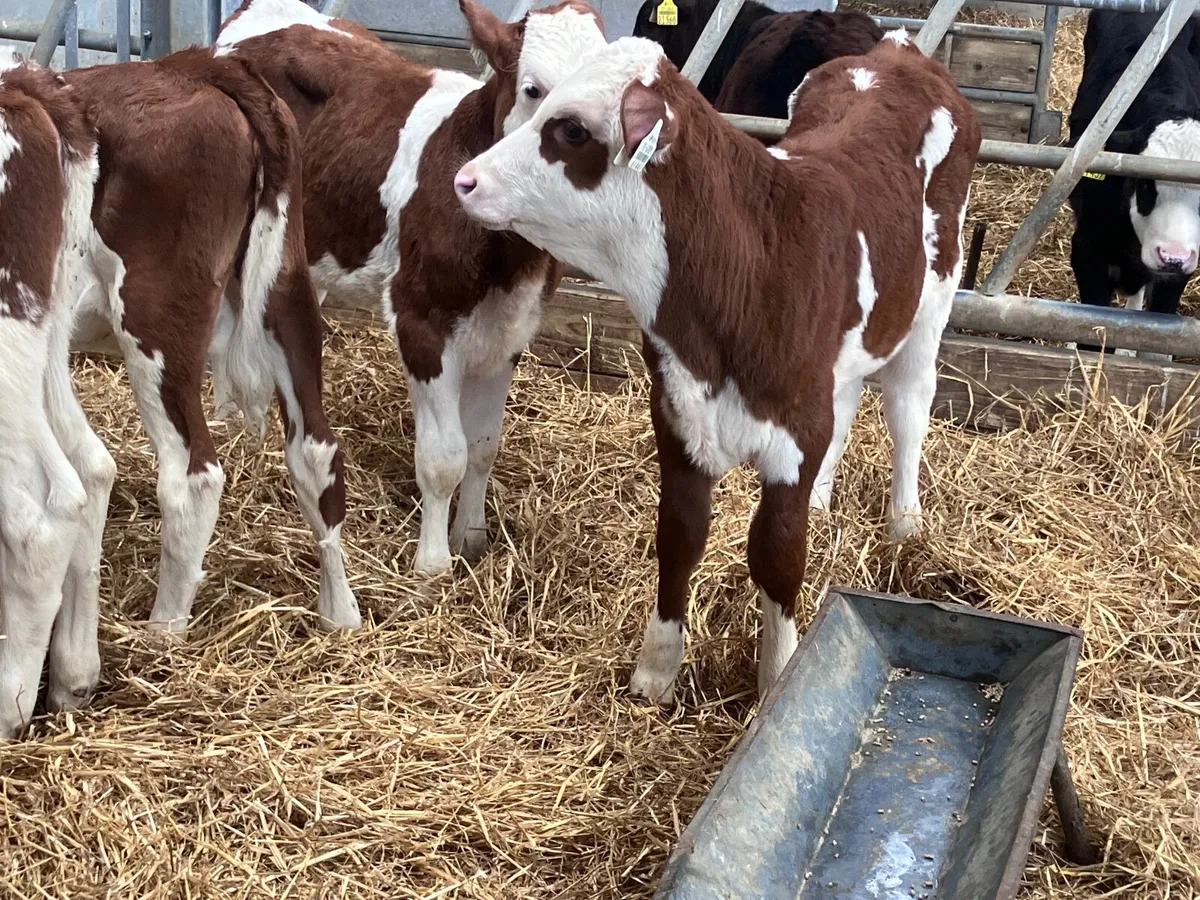 4 Simmental heifer calves for sale - Image 3