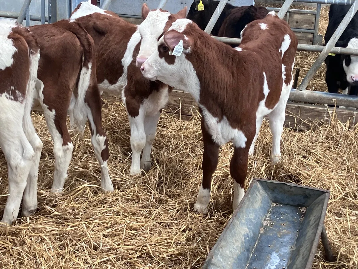 4 Simmental heifer calves for sale - Image 4