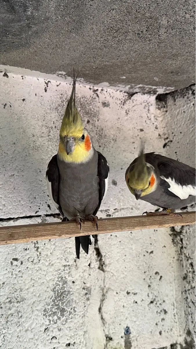 Male cocktail - Image 2