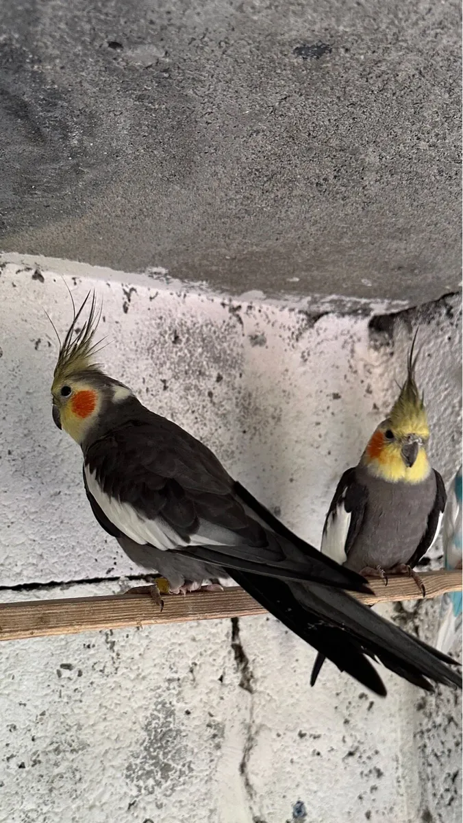Hand Reared Budgie and two adults cocktail males - Image 1