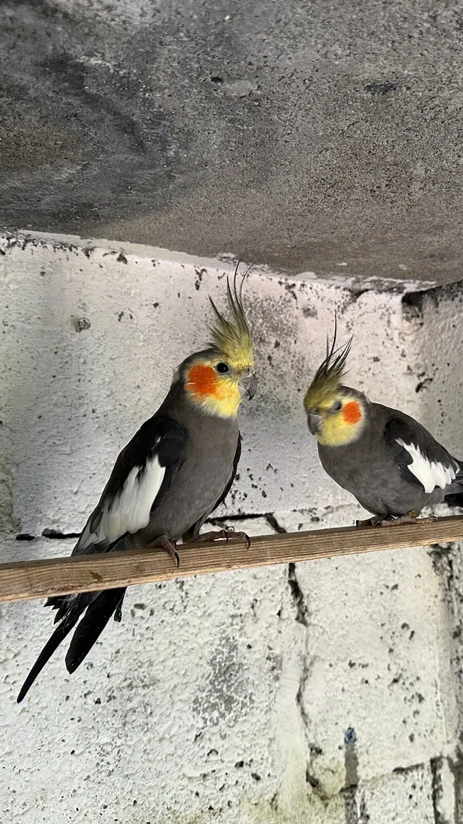 Hand Reared Budgie and two adults cocktail males - Image 3
