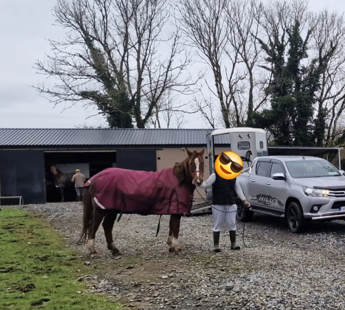Irish Draught Mare - Image 1