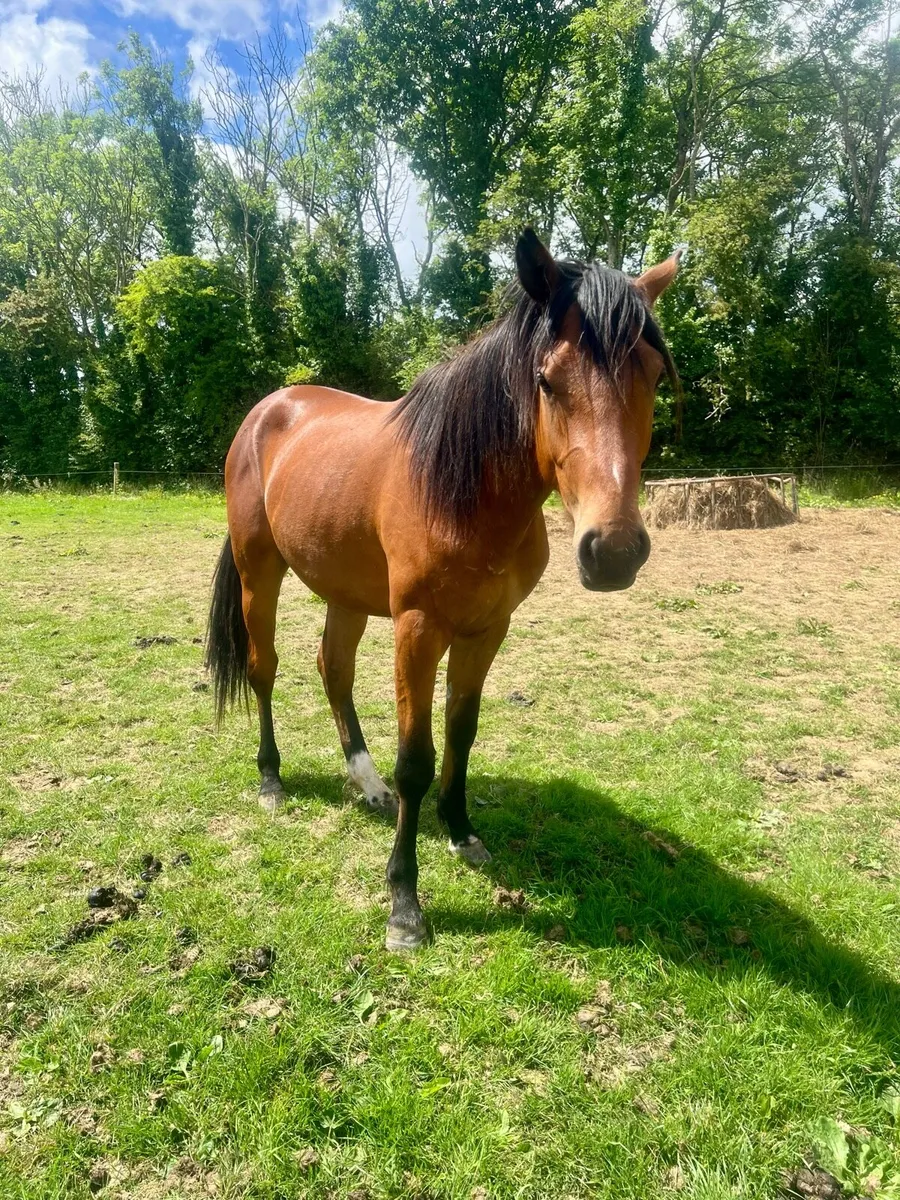 2 year old Connie x TB (Hit the Diff) - Image 2