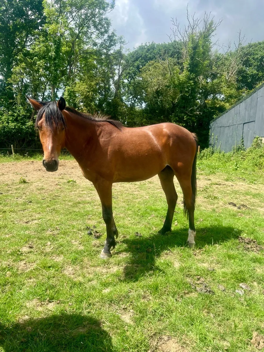 2 year old Connie x TB (Hit the Diff) - Image 3