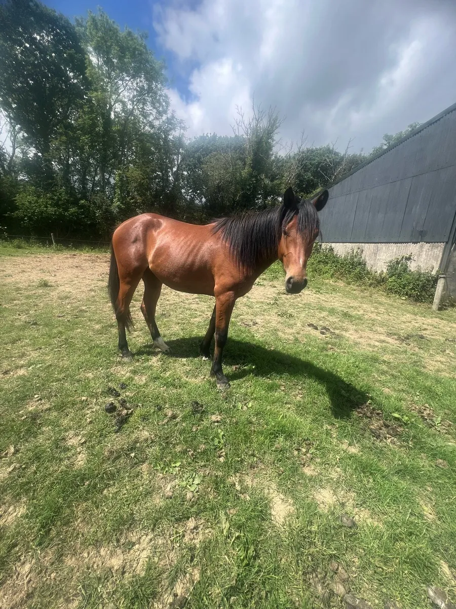 2 year old Connie x TB (Hit the Diff) - Image 4