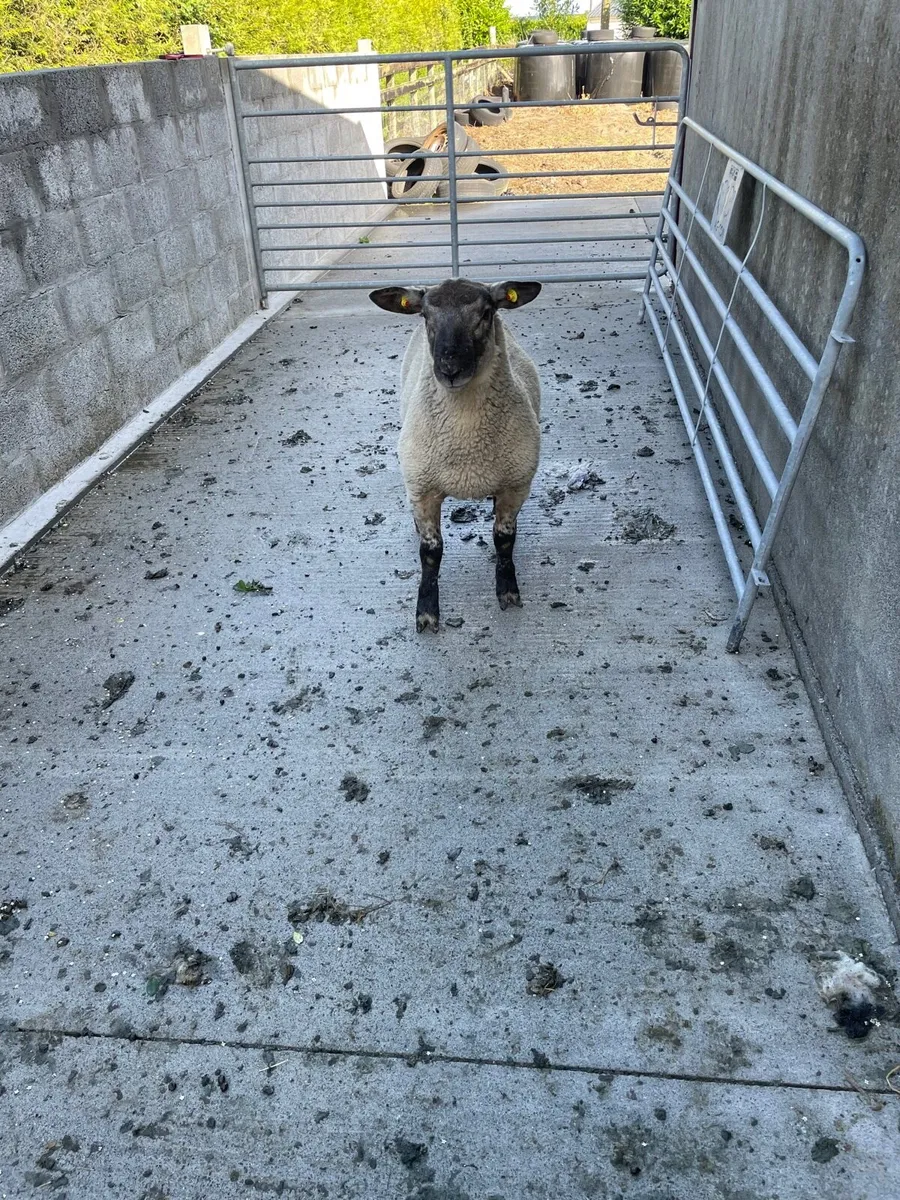 Sheep - Image 1