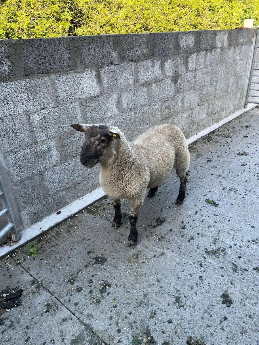 Sheep - Image 2