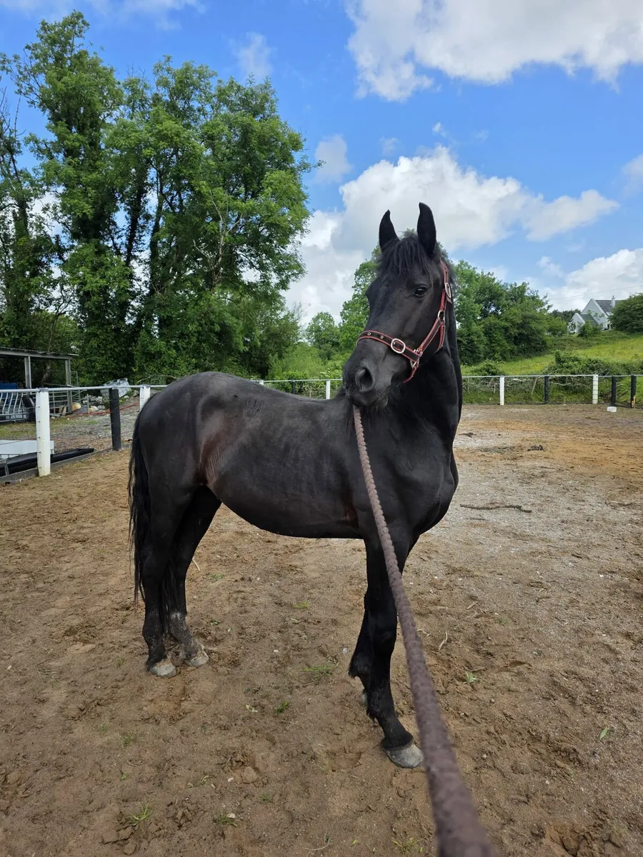 Friesian - Image 1