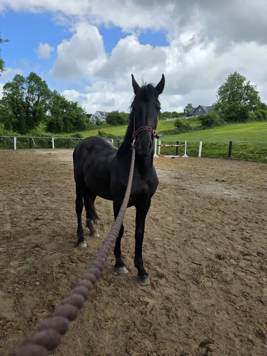 Friesian - Image 2
