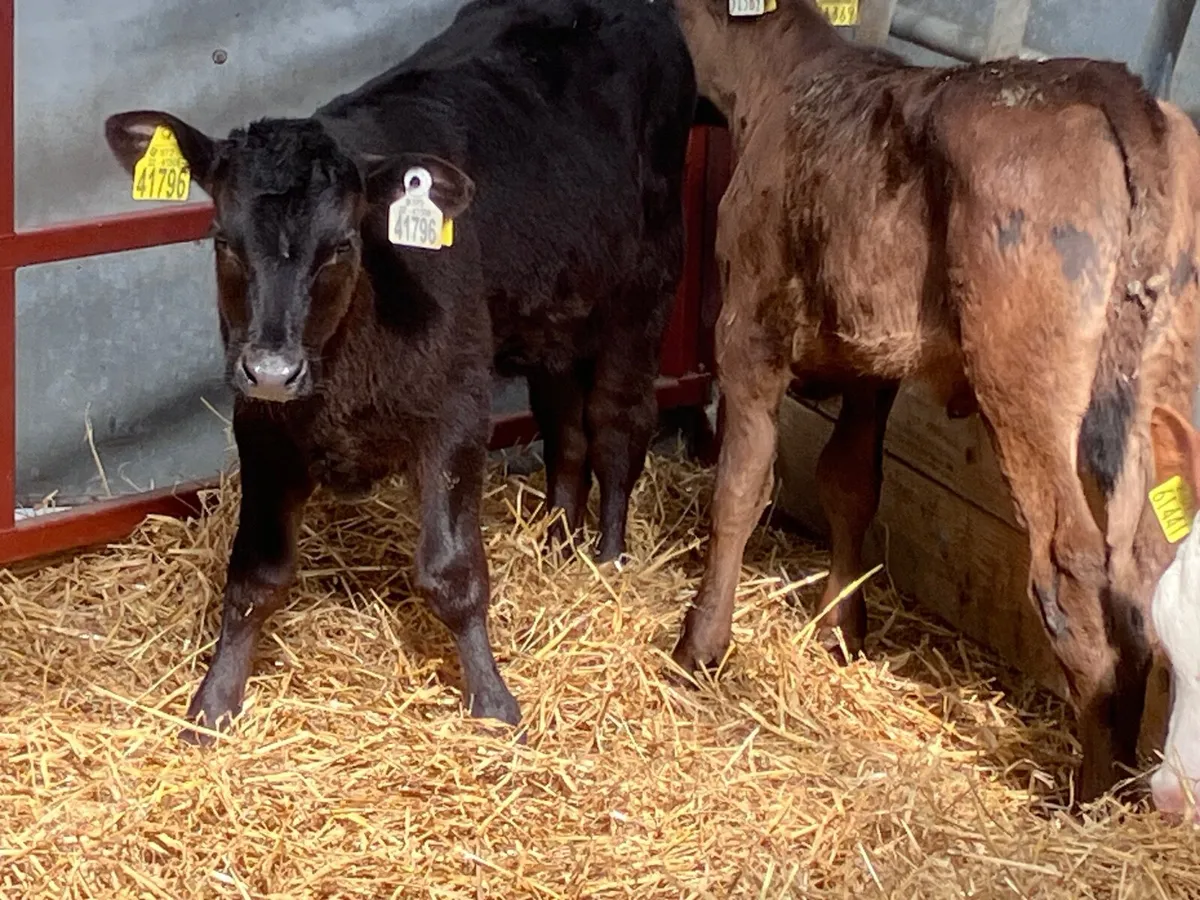 3 heifer calves for sale - Image 1