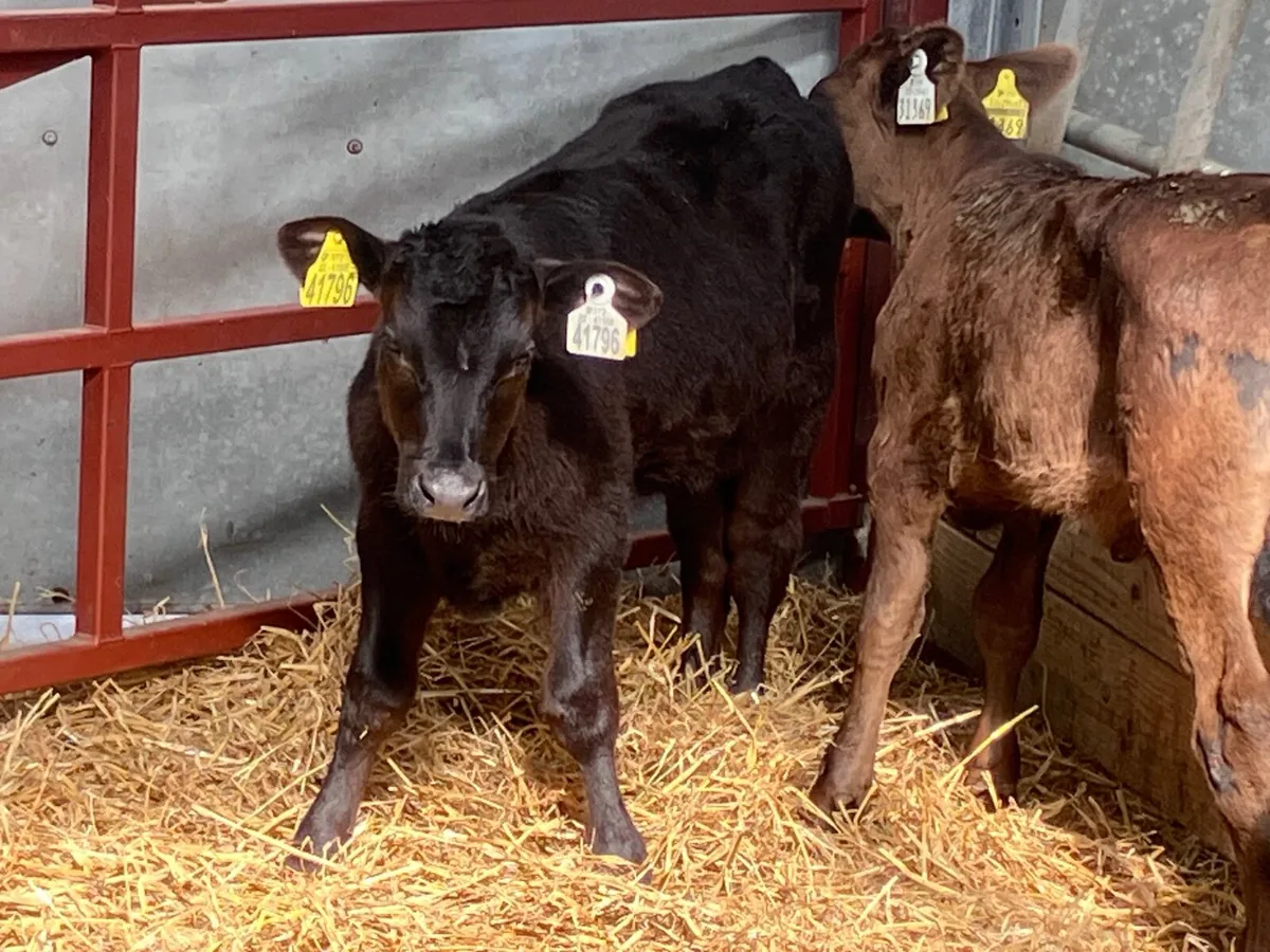 3 heifer calves for sale - Image 2