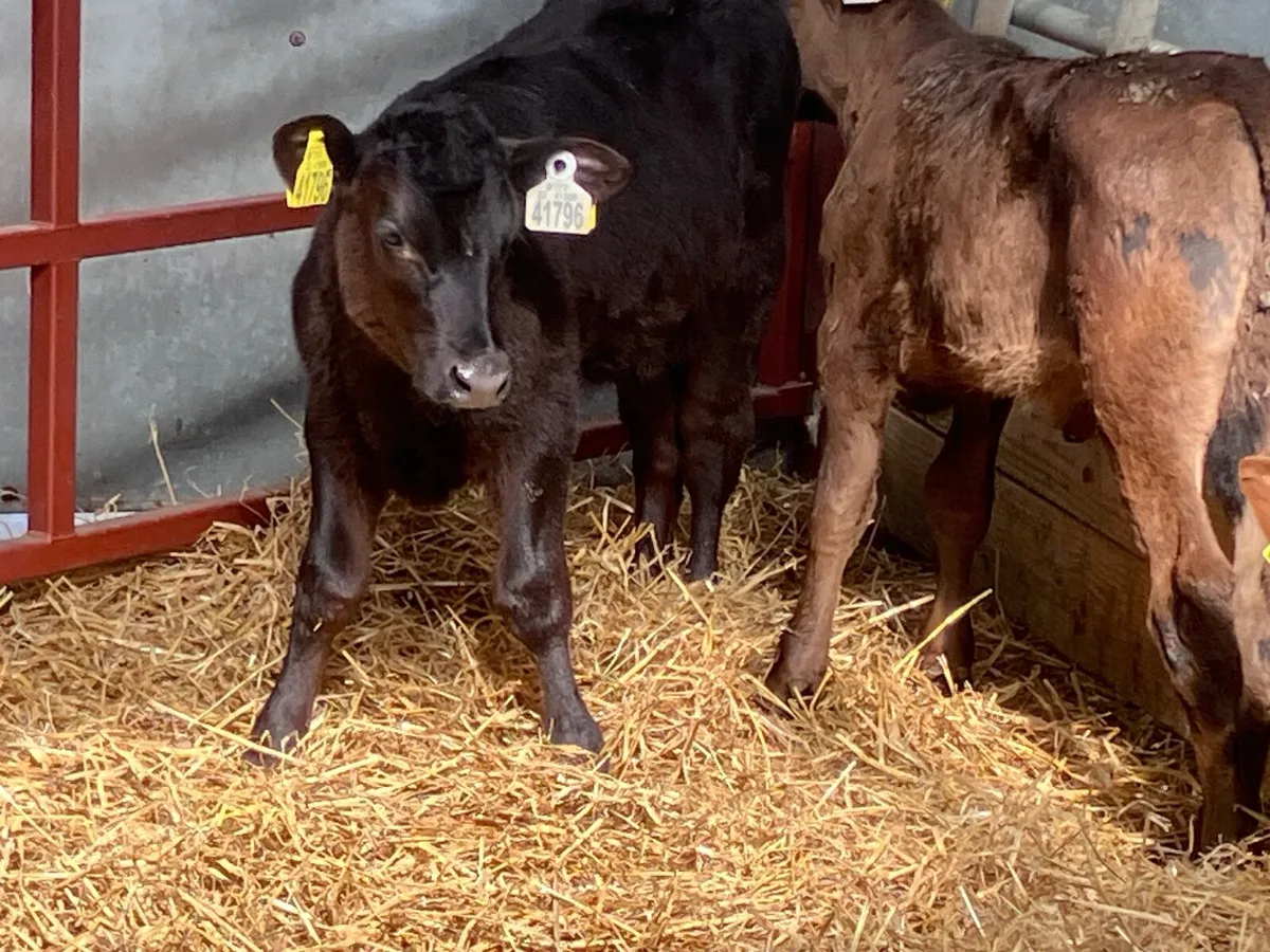 3 heifer calves for sale - Image 3