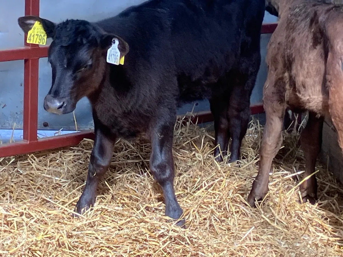 3 heifer calves for sale - Image 4