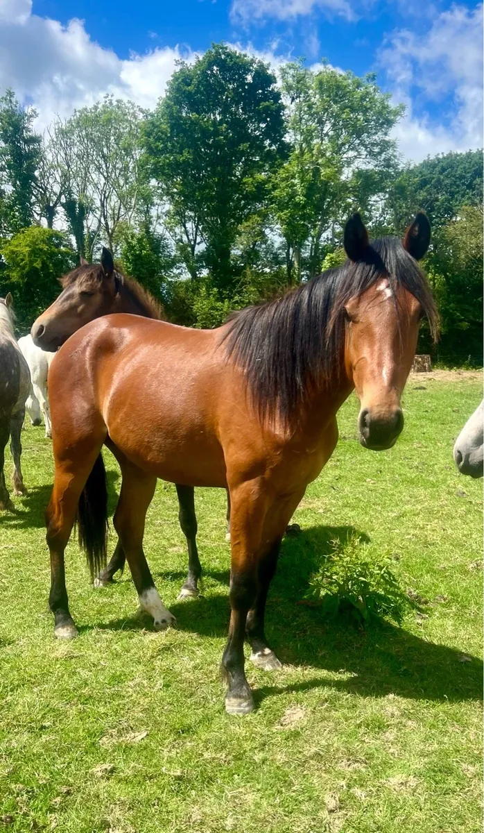 2 year old Connie x TB (Hit the Diff) - Image 1