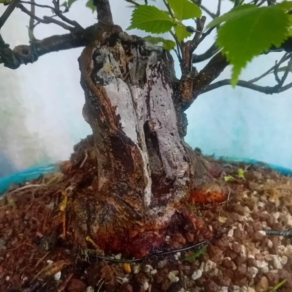 Bonsai - Image 4