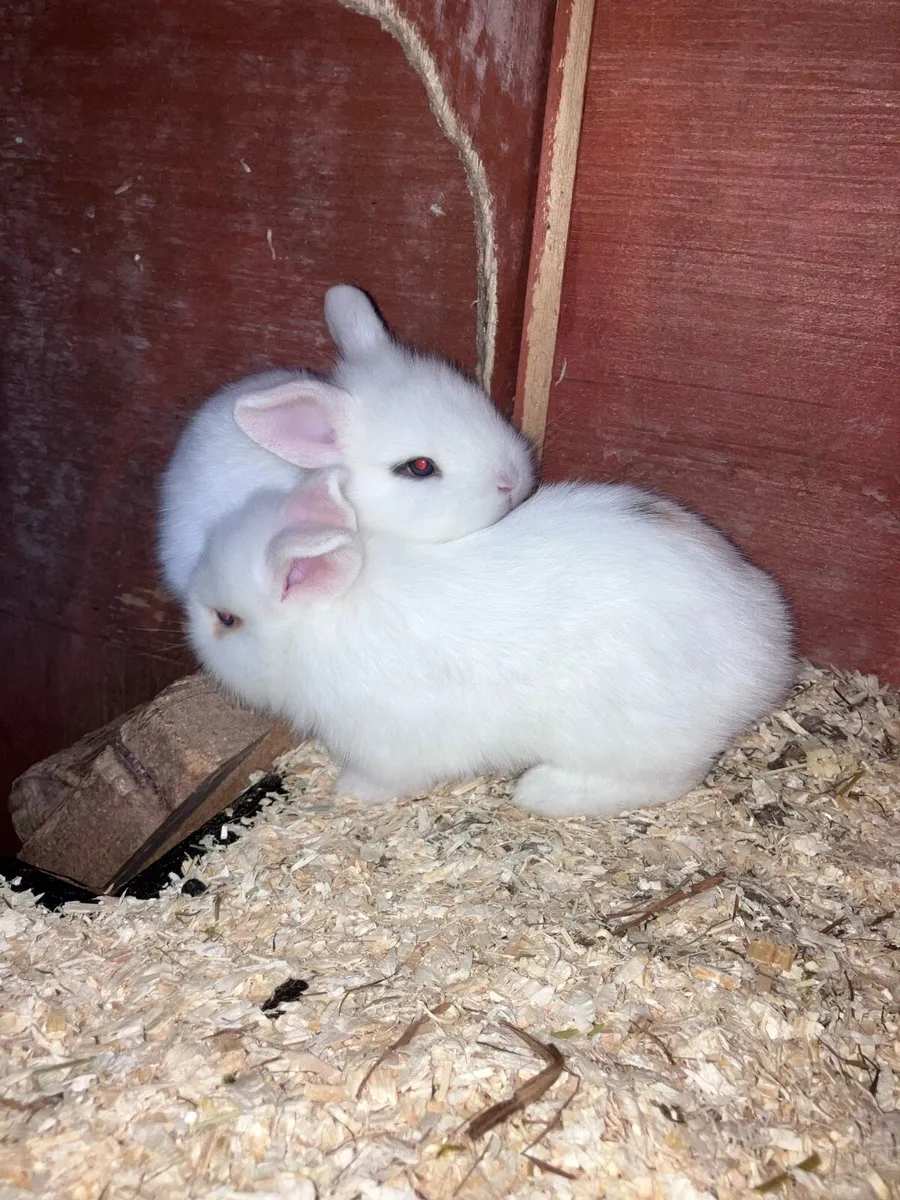Baby rabbits - Image 2