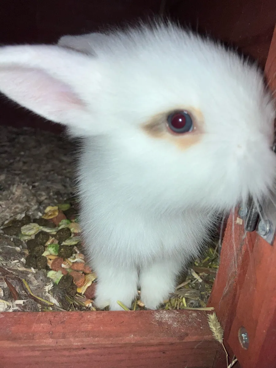 Baby rabbits - Image 3