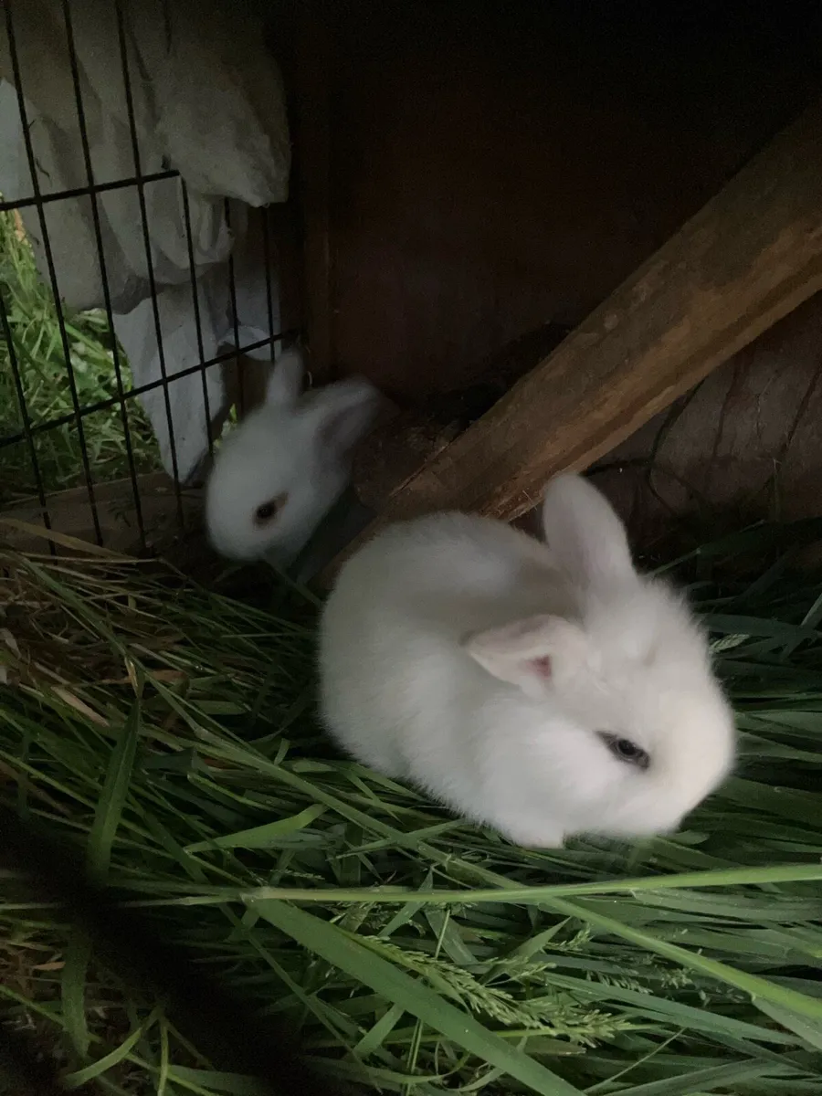 Baby rabbits - Image 4