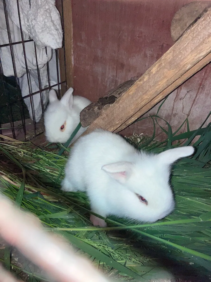 Baby rabbits - Image 1