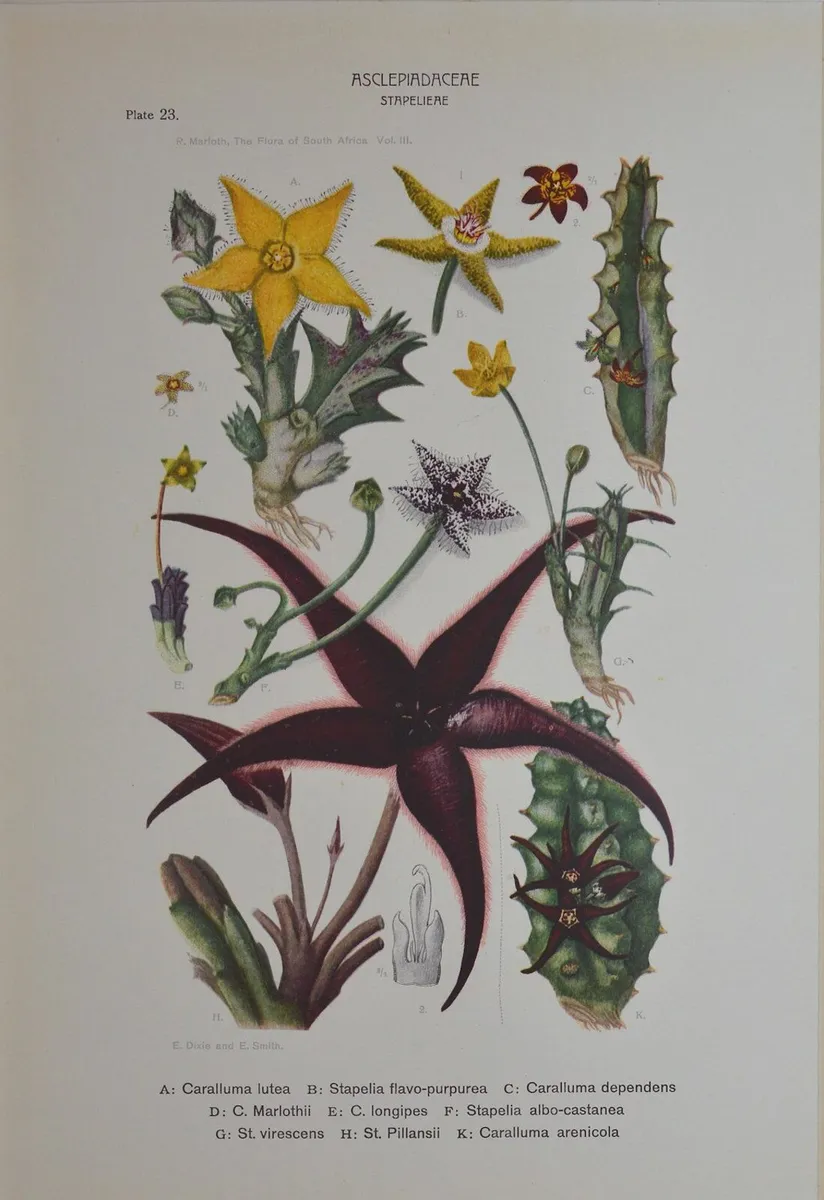 1932 Vintage Botanical Print Asclepiadacere Stapel