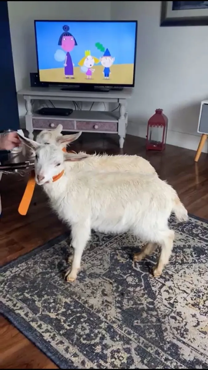 Beautiful pet kid goats - Image 1