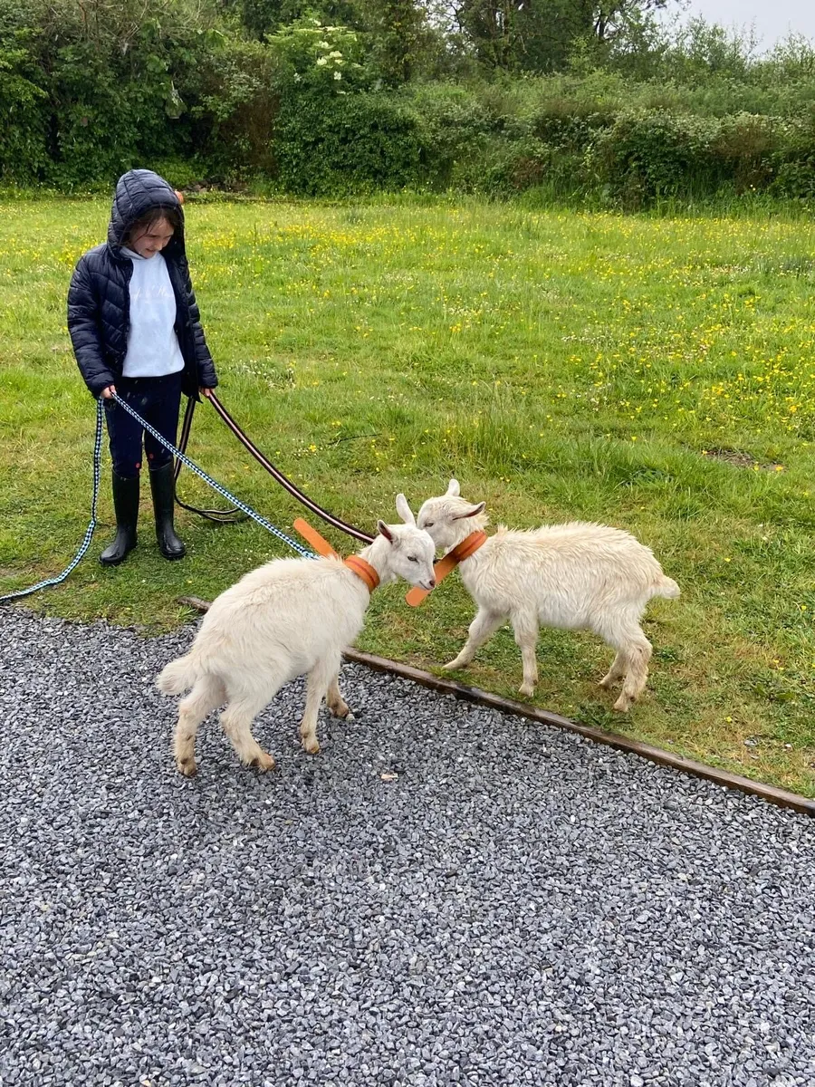Beautiful pet kid goats - Image 2