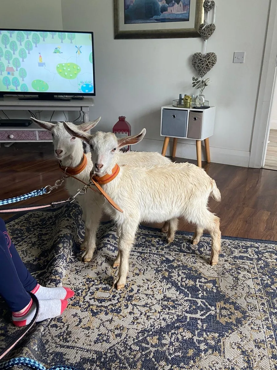 Beautiful pet kid goats - Image 3
