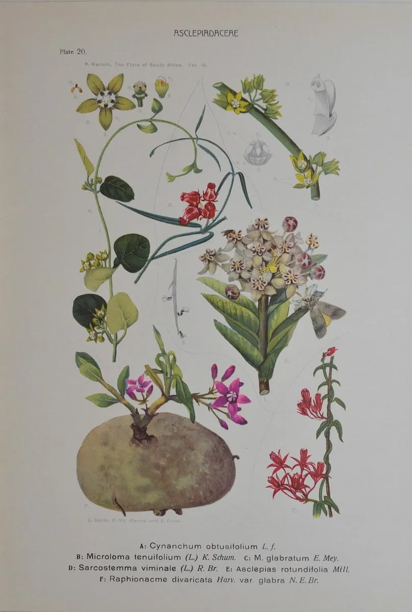 1932 Vintage Botanical Print Asclepiadacere